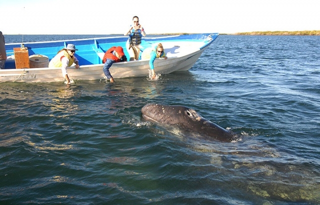 Excursiones de avistamiento de cetáceos